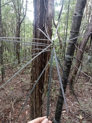 Pseudopanax crassifolius