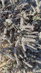 Crucianella maritima