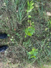 Valeriana officinalis