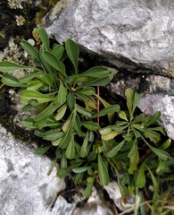 Globularia cordifolia