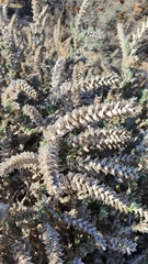 Crucianella maritima