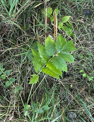 Valeriana officinalis