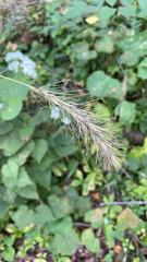Elymus canadensis