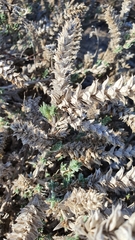 Crucianella maritima