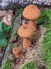 Leucopholiota