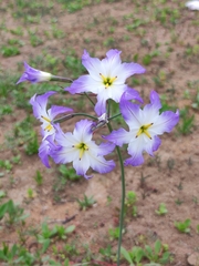 Leucocoryne coquimbensis