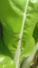 Alpaida gallardoi