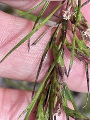 Liatris cokeri