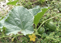 Cucumis melo