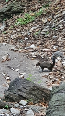 Sciurus alleni