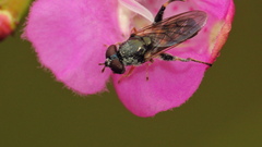 Chalcosyrphus