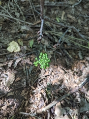 Allium tricoccum
