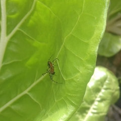 Alpaida gallardoi