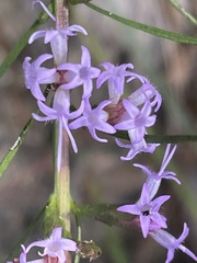Liatris cokeri