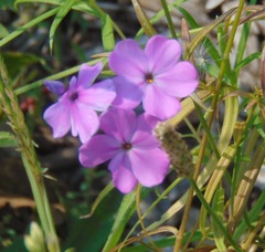 Phlox glaberrima interior