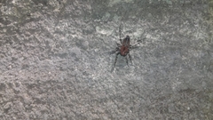 Alpaida gallardoi