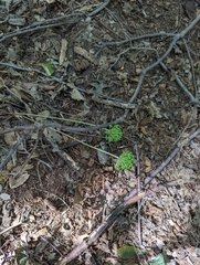 Allium tricoccum