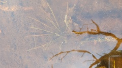 Isoetes occidentalis