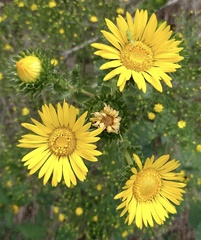 Grindelia ciliata