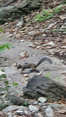 Sciurus alleni