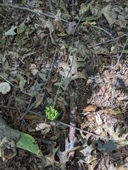 Allium tricoccum