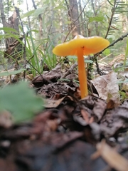 Hygrocybe acutoconica