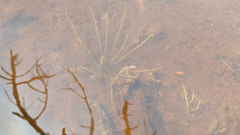 Isoetes occidentalis