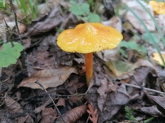 Hygrocybe acutoconica