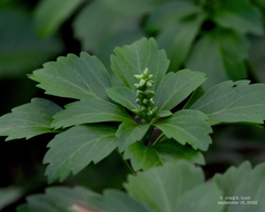 Pachysandra terminalis