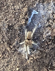 Dolichothele exilis
