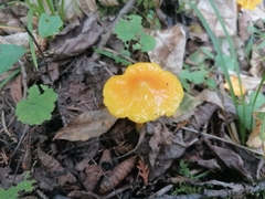 Hygrocybe acutoconica