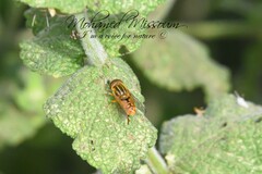 Parhelophilus frutetorum