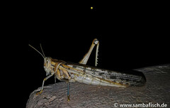 Schistocerca gregaria flaviventris