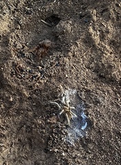 Dolichothele exilis