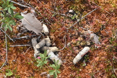 Dendragapus fuliginosus