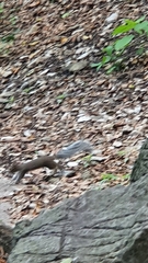Sciurus alleni