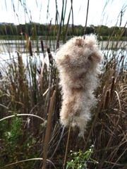 Typha