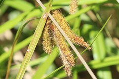 Carex comosa