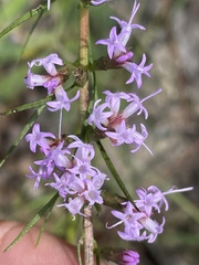 Liatris cokeri