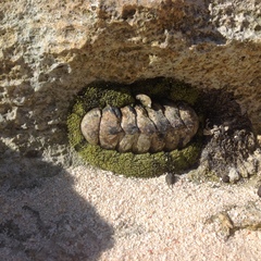 Polyplacophora