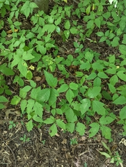 Toxicodendron radicans