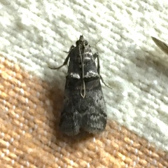 Acrobasis caryae