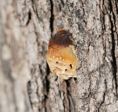 Hexagonia vesparia