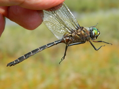 Somatochlora cingulata