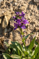 Penstemon rydbergii