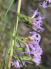 Liatris cokeri