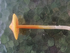 Hygrocybe acutoconica