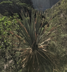 Dasylirion cedrosanum