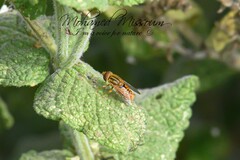 Parhelophilus frutetorum