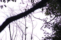 Ptiliogonys cinereus